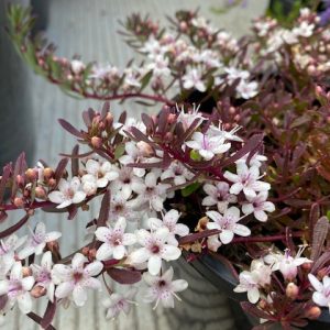 MYOPORUM PARVIFOLIUM PURPUREA 140MM