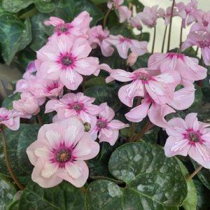 Cyclamen Elite Illusia 140mm