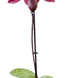 Paphiopedilum Slipper Orchid Red 90mm