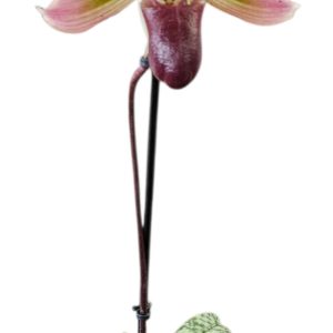 Paphiopedilum Slipper Orchid Red/Green 90mm