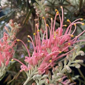 GREVILLEA HONEYBIRD PARAKEET PINK GRAFTED 330MM