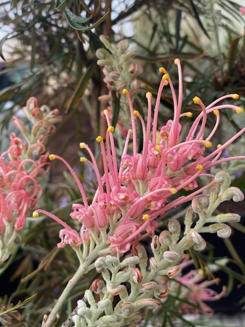 GREVILLEA HONEYBIRD PARAKEET PINK GRAFTED 330MM