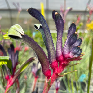 Anigozanthos Celebration Jazz 140mm