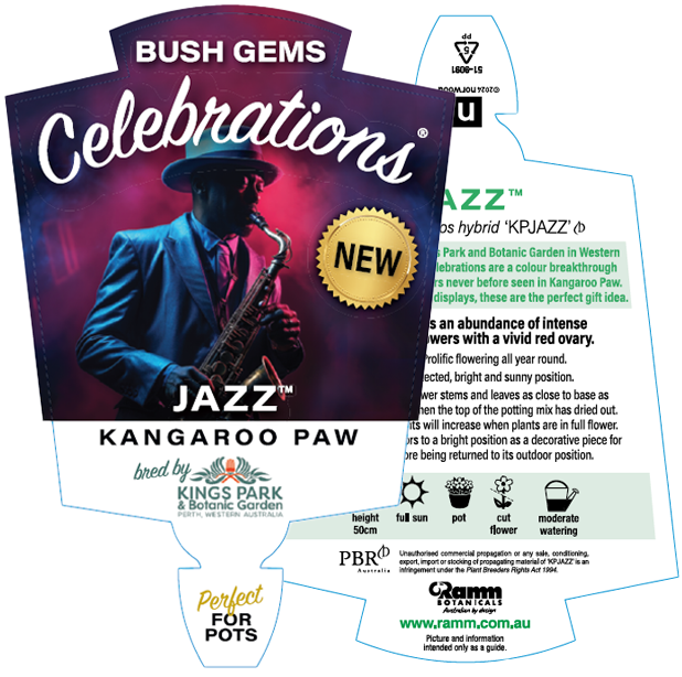 Anigozanthos Celebration Jazz 140mm