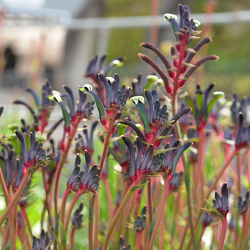 Anigozanthos Celebration Jazz 140mm