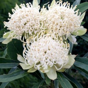 TELOPEA SHADY LADY WHITE 300mm