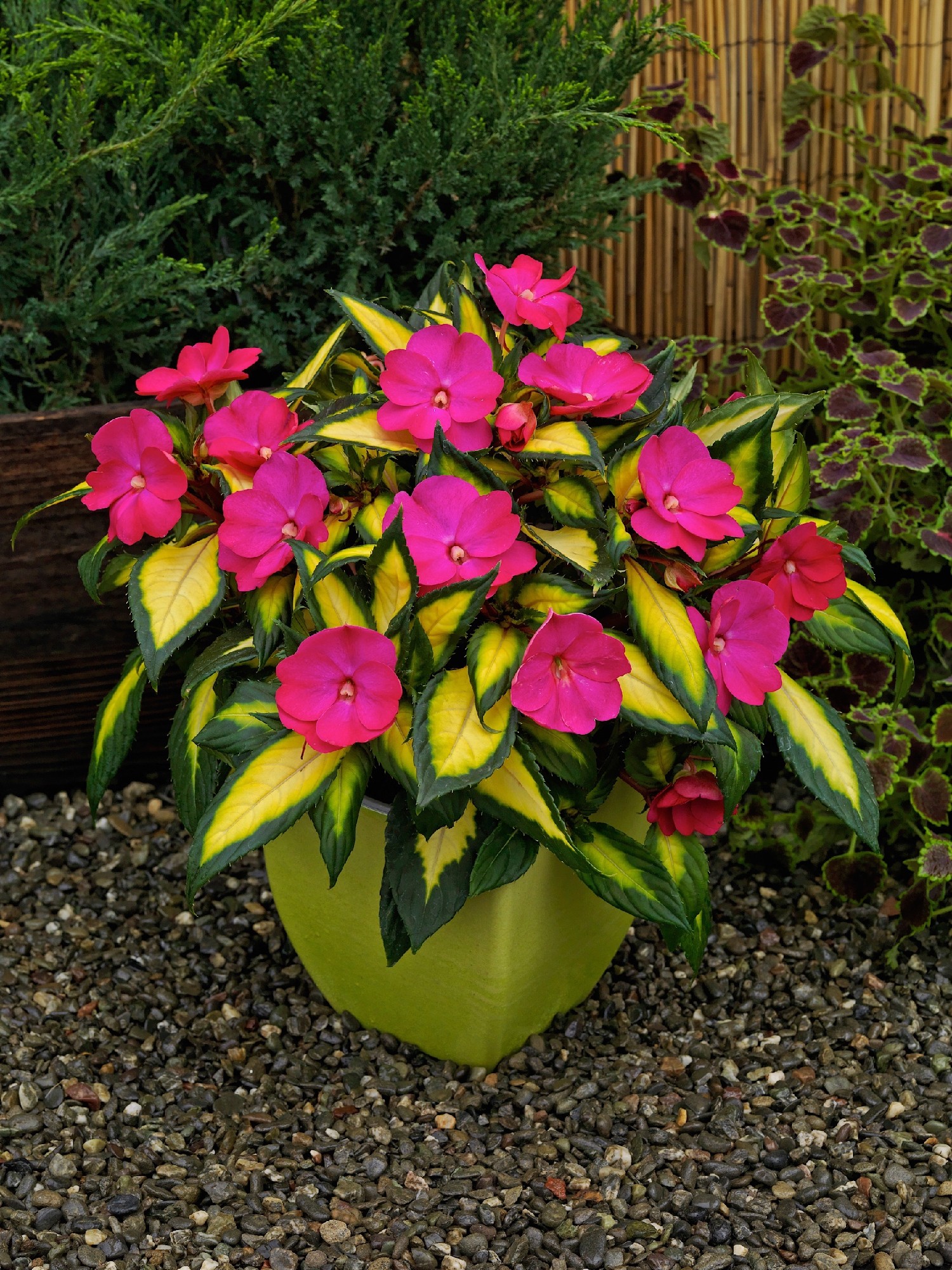 Sunpatiens Tropical Rose 200mm