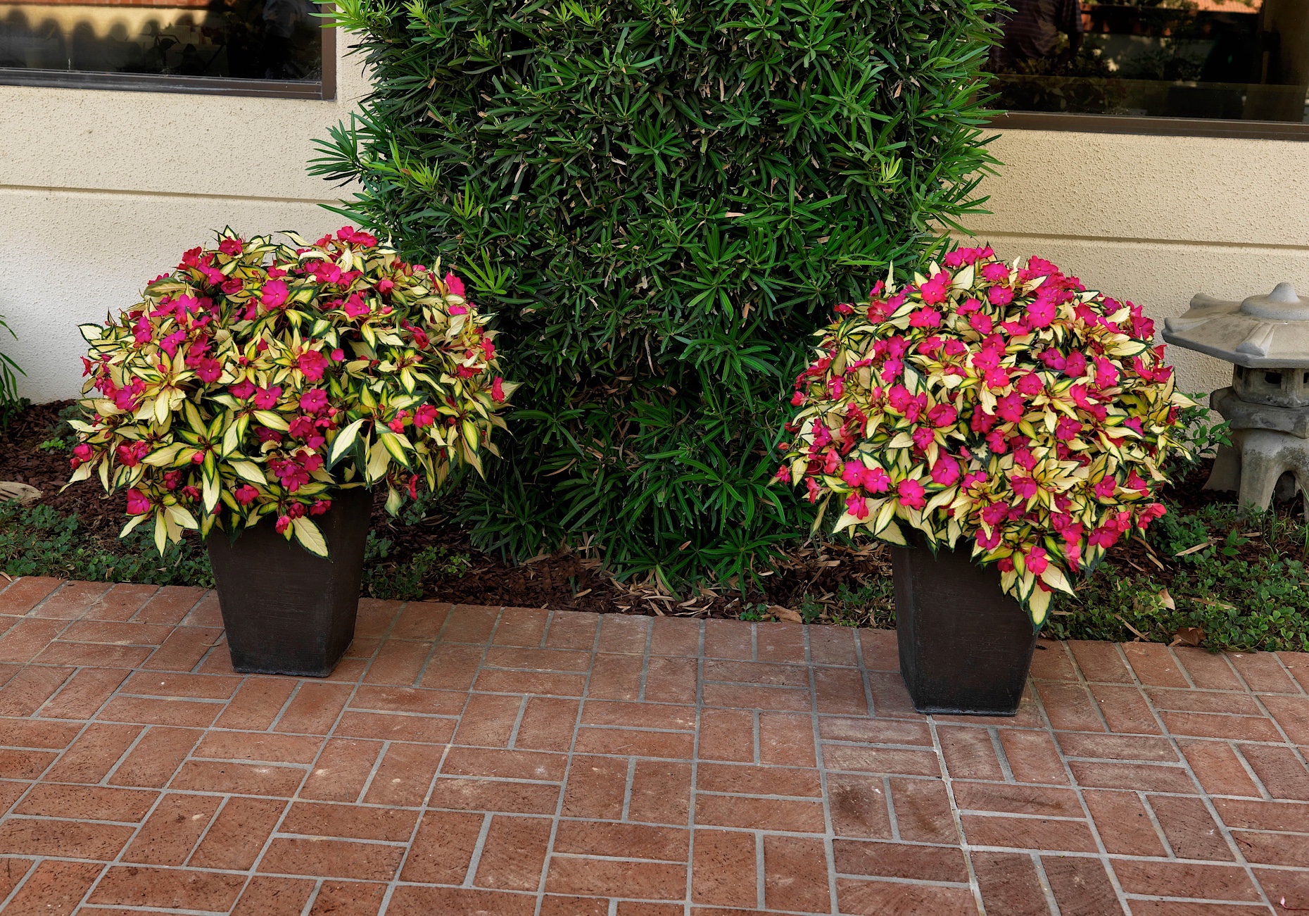 Sunpatiens Tropical Rose 200mm