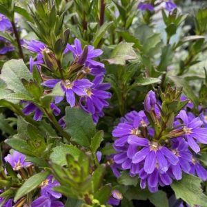 Scaevola Purple Fanfare 200mm