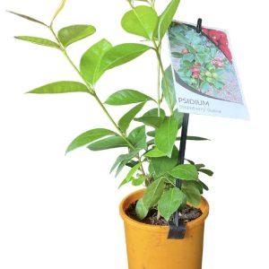 PSIDIUM CATTLEIANUM STRAWBERRY GUAVA 140MM