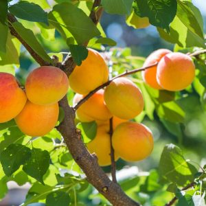 APRICOT DWARF BULIDA