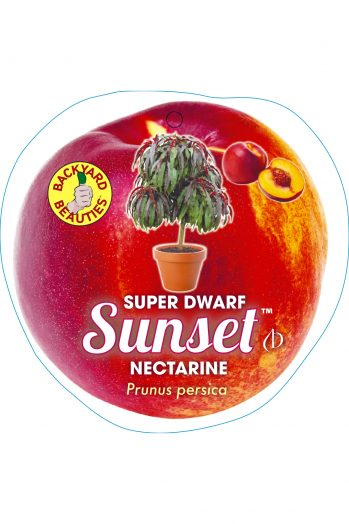 Nectarine Sunset Super Dwarf 250mm