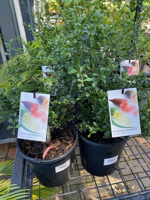 Microcitrus Red Finger Lime – Grafted 200mm Pot