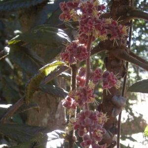 PLUM DAVIDSONIA PRURIENS QLD 180cm