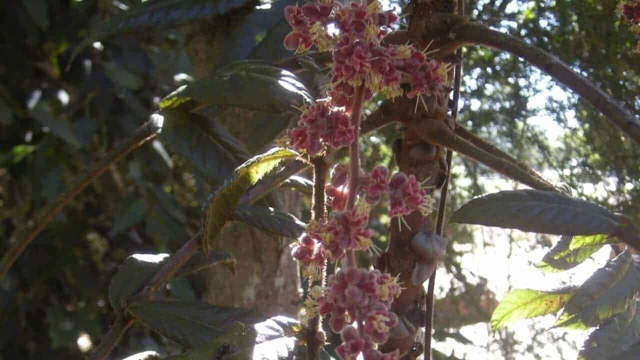 PLUM DAVIDSONIA PRURIENS QLD 180cm