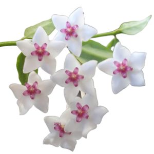 HOYA BELLA BASKET 150MM