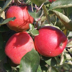 Apple Sundowner Super Dwarf 250mm