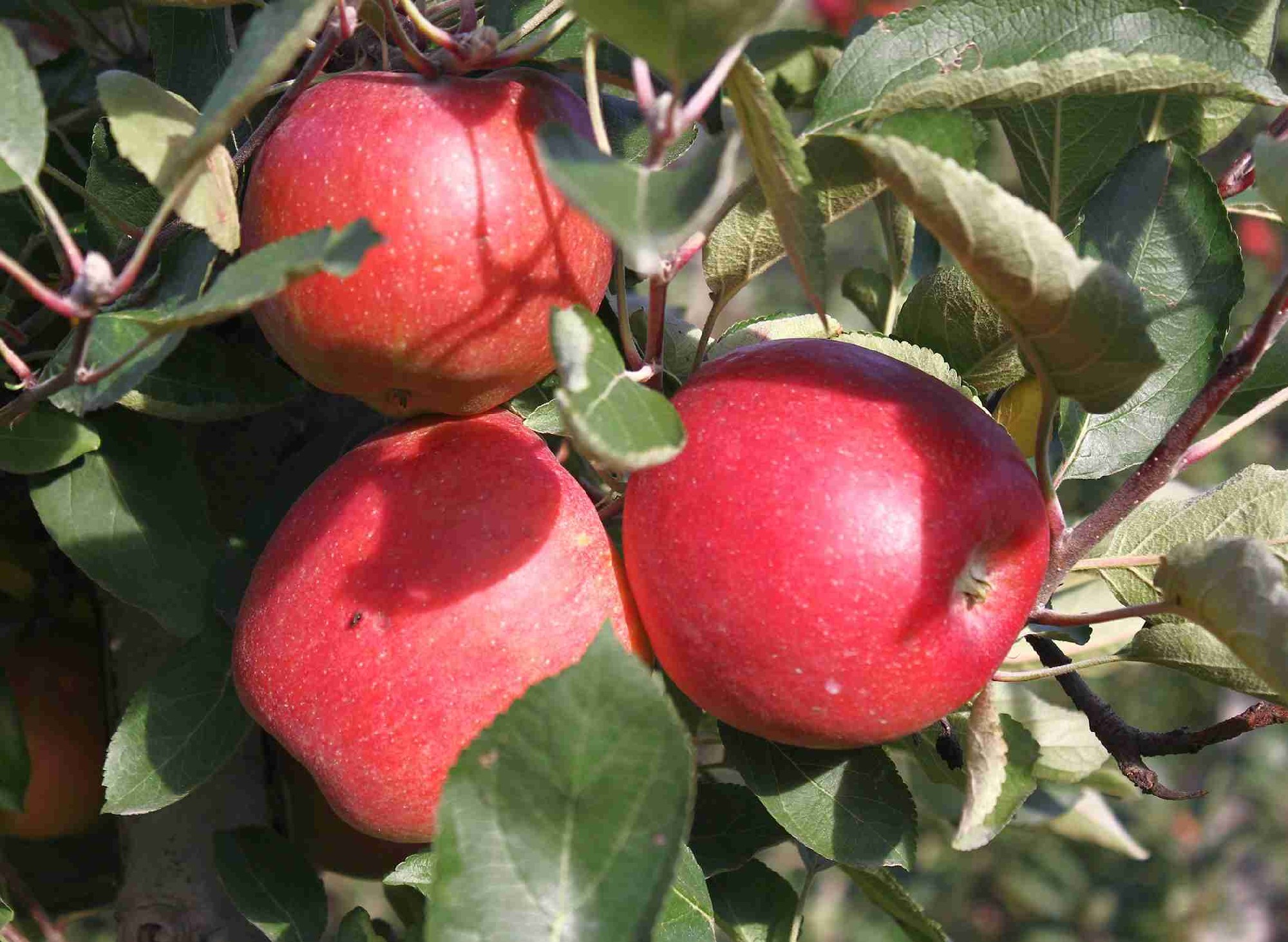 Apple Sundowner Super Dwarf 250mm