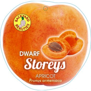Apricot Storey's Dwarf 250mm