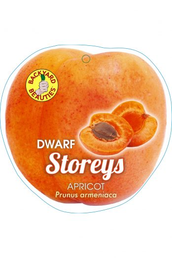 Apricot Storey's Dwarf 250mm