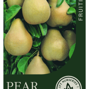 Pear Beurre Bosc Dwarf 250mm