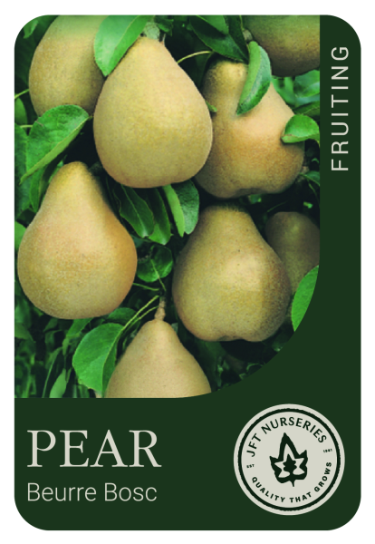 Pear Beurre Bosc Dwarf 250mm