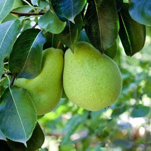 Pear Packhams Triumph Dwarf 250mm