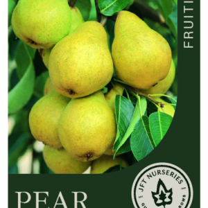 Pear Williams Dwarf 250mm