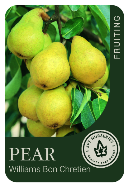 Pear Williams Dwarf 250mm