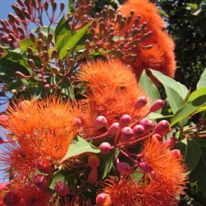 Corymbia Ficifolia Dwarf Orange 250mm