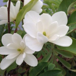 Magnolia Inspiration 400mm