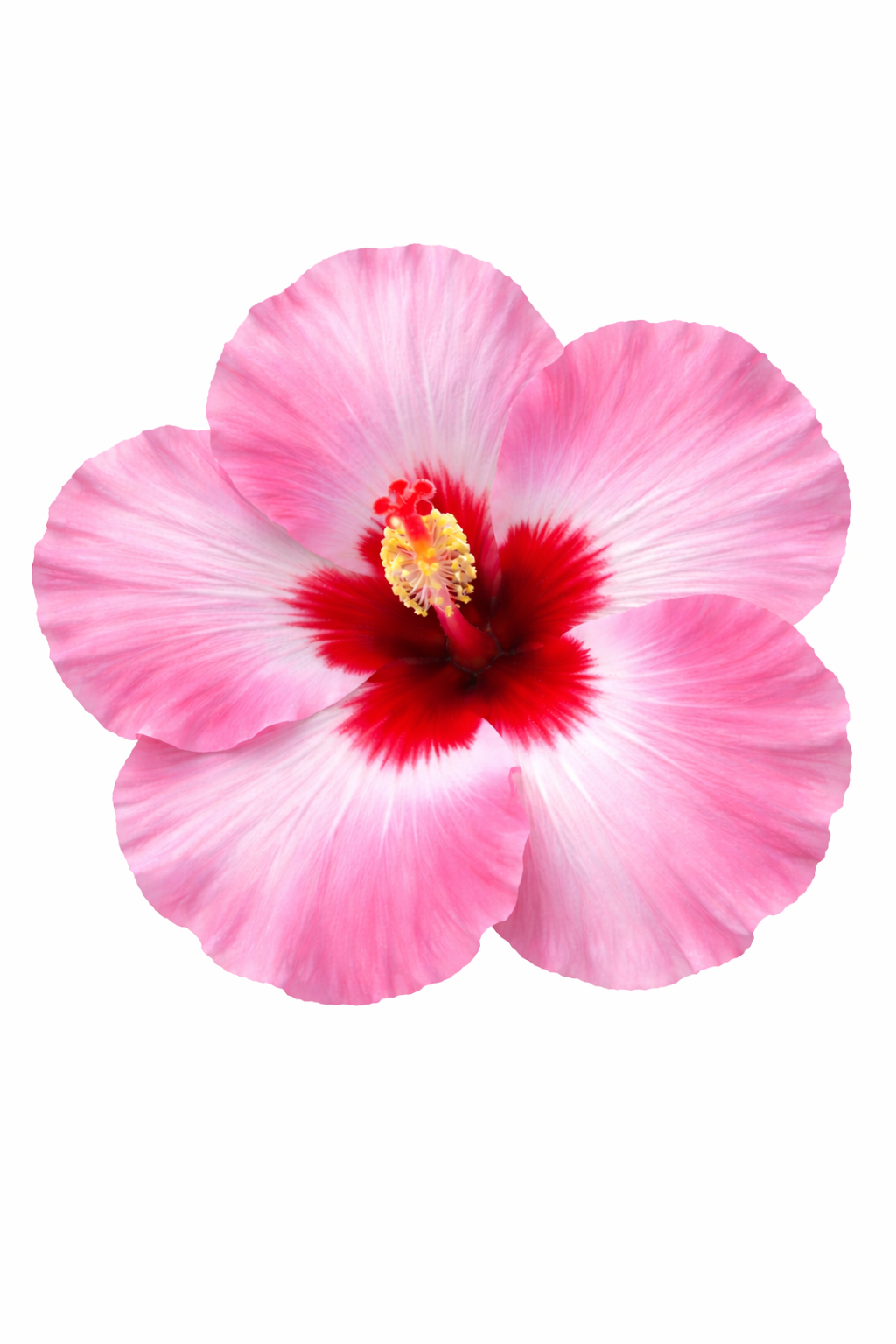 Hibiscus Flamenco Graces 200mm