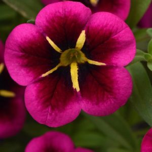 Calibrachoa Goodnight kiss 270mm hanging basket