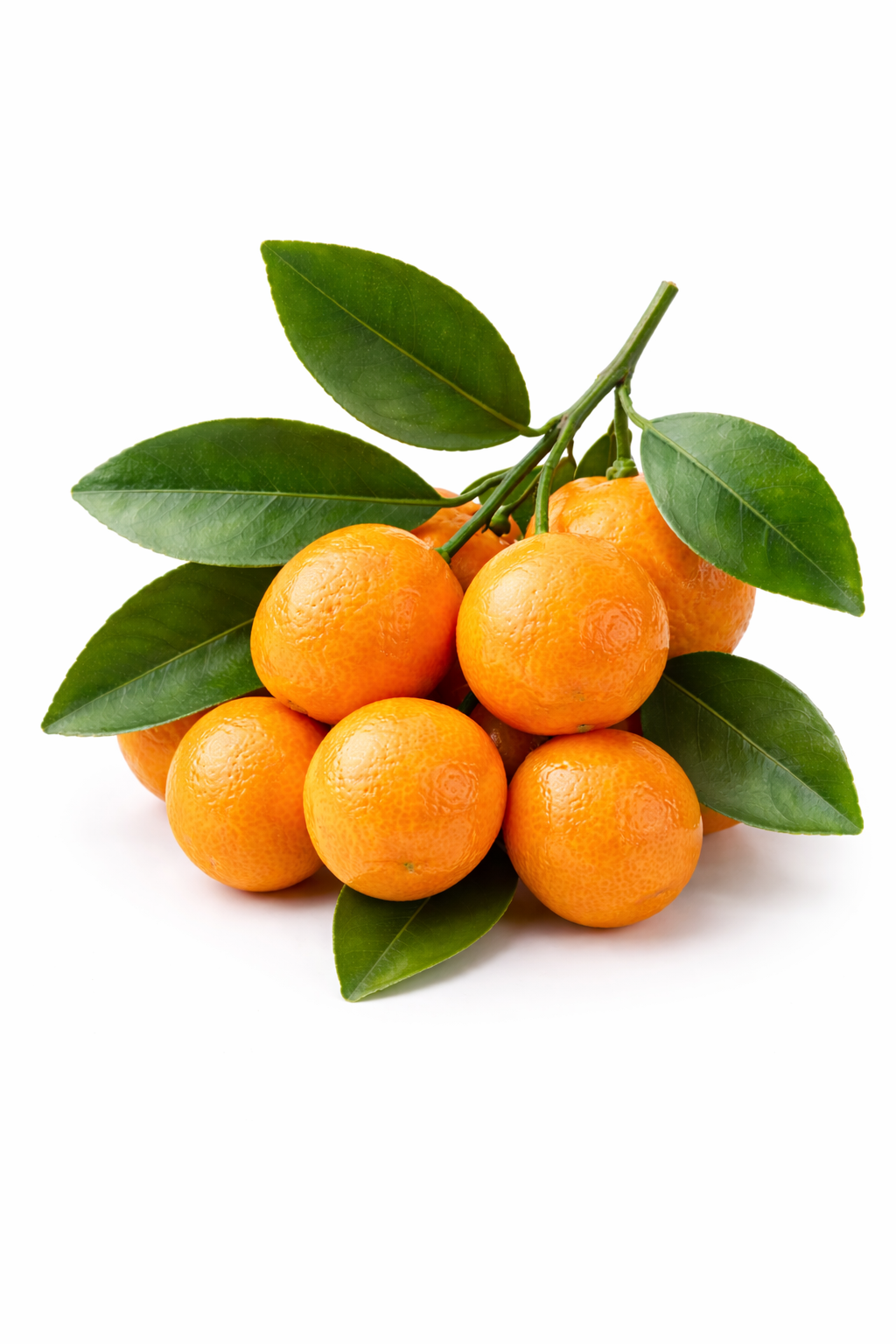 Cumquat Calamondin – Citrus Calamondin 200mm Pot