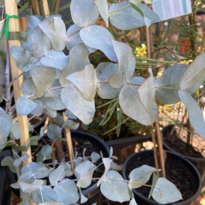 Eucalyptus cinerea ‘Silver Shadow’ – Grafted Silver Dollar Gum 200mm Pot