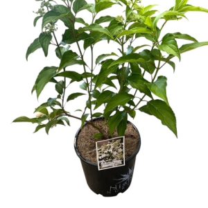 Hydrangea Paniculata Kyushu 200mm