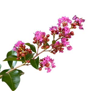 Largerstromia Zuni Purple 200mm