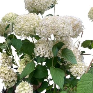 Hydrangea Annabelle 250mm