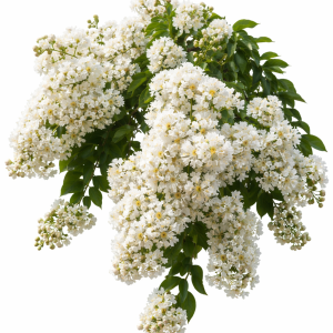 Lagerstroemia Acoma – Bush Form Crepe Myrtle 300mm Pot