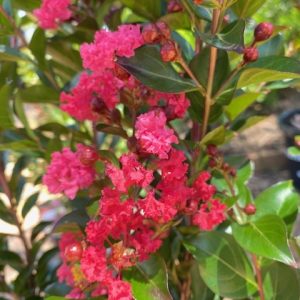 Lagerstroemia Enduring Summer® Red – Crepe Myrtle 300mm Pot