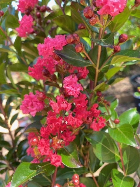 Lagerstroemia Enduring Summer® Red – Crepe Myrtle 300mm Pot