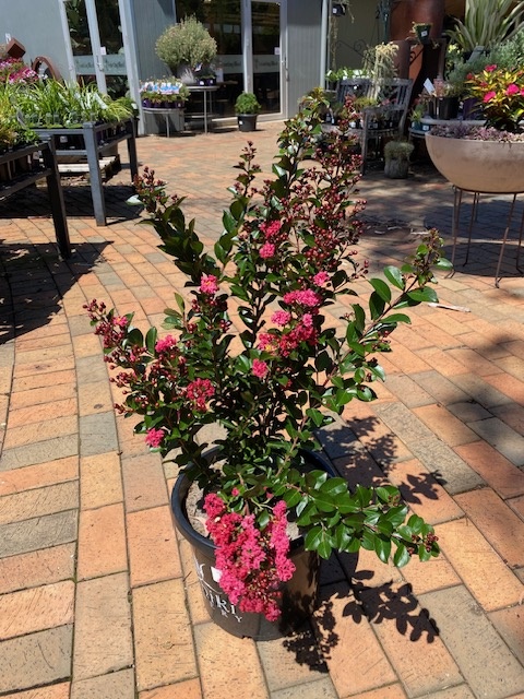 Lagerstroemia Enduring Summer® Red – Crepe Myrtle 300mm Pot