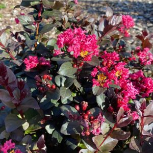 Lagerstroemia Pinky Pink® – Crepe Myrtle 250mm Pot