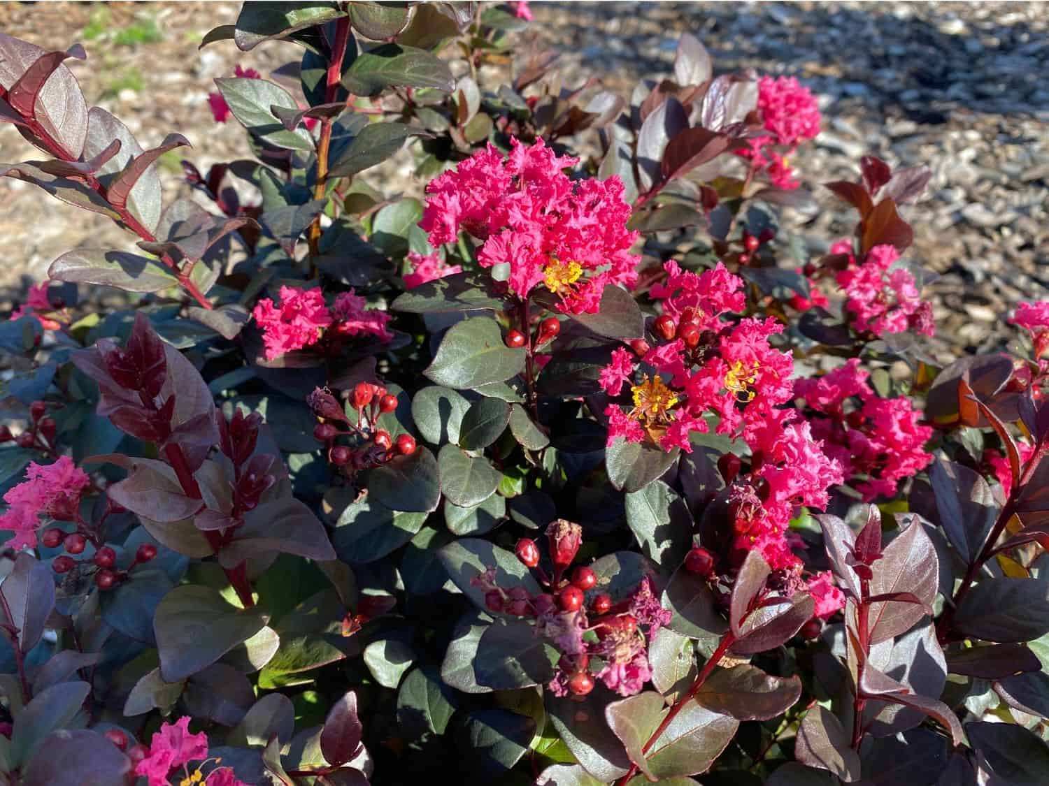 Lagerstroemia Pinky Pink® – Crepe Myrtle 250mm Pot