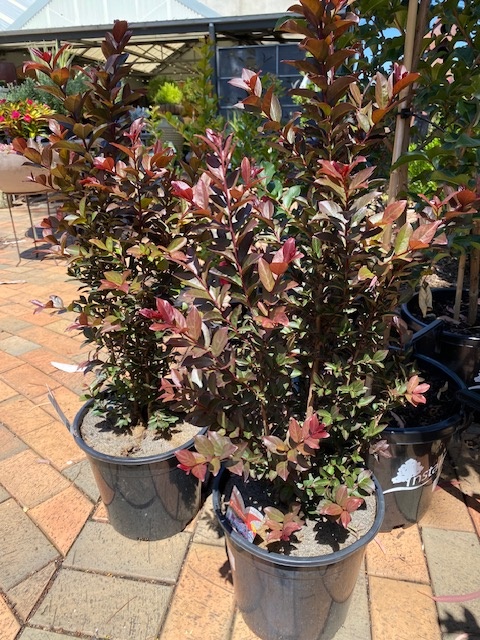 Lagerstroemia Pinky Pink® – Crepe Myrtle 250mm Pot