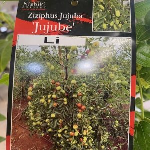 Ziziphus jujuba li 400mm