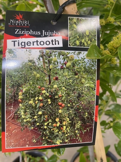 Ziziphus jujuba tigertooth 400mm
