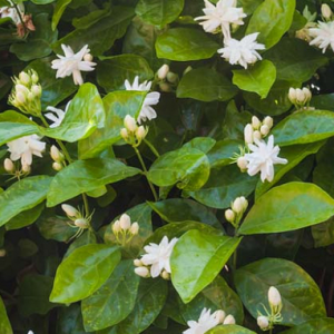 Jasminium Sambac Arabian Jasmine 180mm