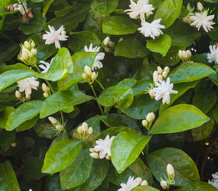 Jasminium Sambac Arabian Jasmine 180mm