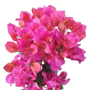 Bougainvillea Vera Lynn 140mm
